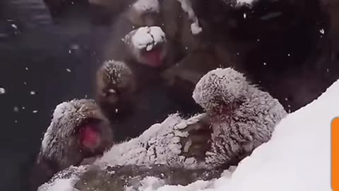 Snowy Serenity: Monkey Mom's Warm Bath with Baby in Winter Wonderland