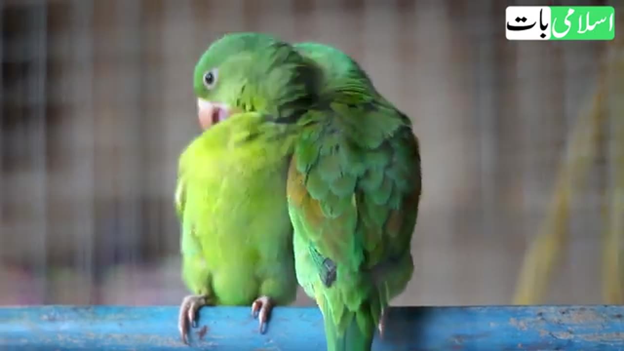 Ghar Main Tota | Rakh Kar Ek Kaam Karlo | Dolat Rizq Barse Ga