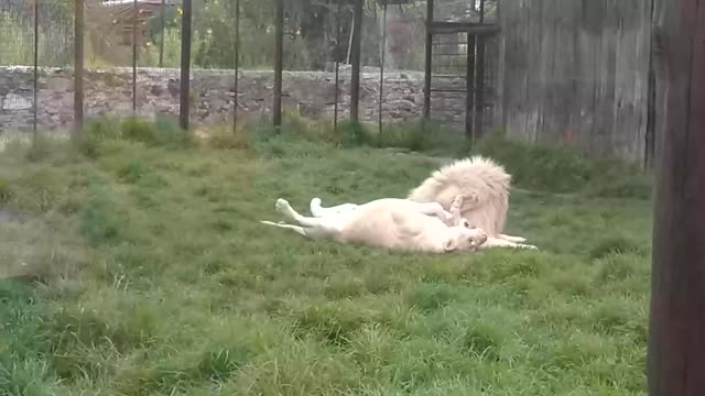 Look what this animal did, you won't believe it
