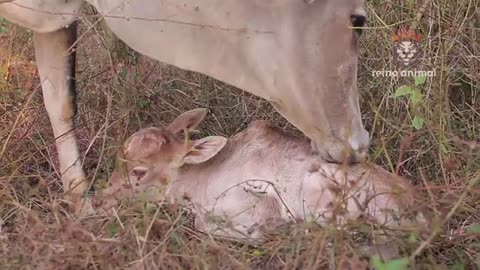 INACREDITAVEL TATU TENTA COMER BEZERRO AINDA VIVO