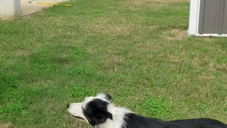 Border Collie Meets Her Match