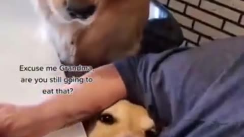 Adorable Dog Videos