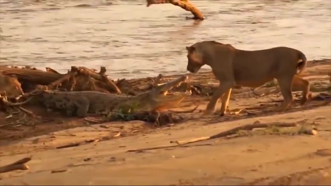 Tragic of Lion! Lion Risked Their Lives When Crossing The River Due To Crocodile Ambush Attack