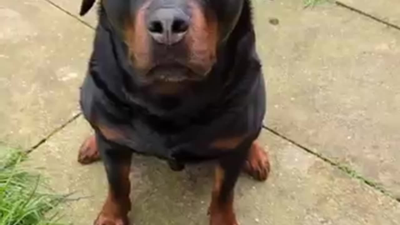 5 Things Only a Rottweiler Owner Will Understand