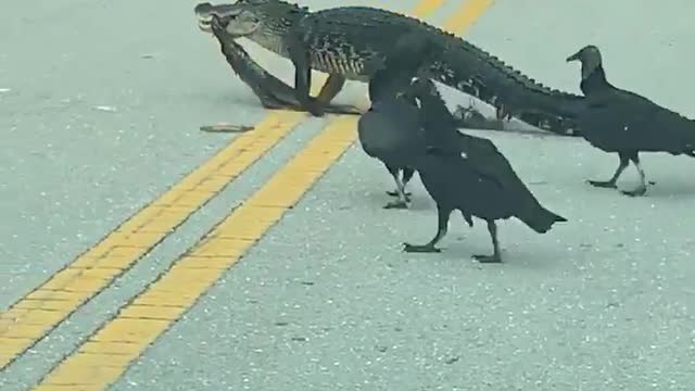 Gator crossing the street