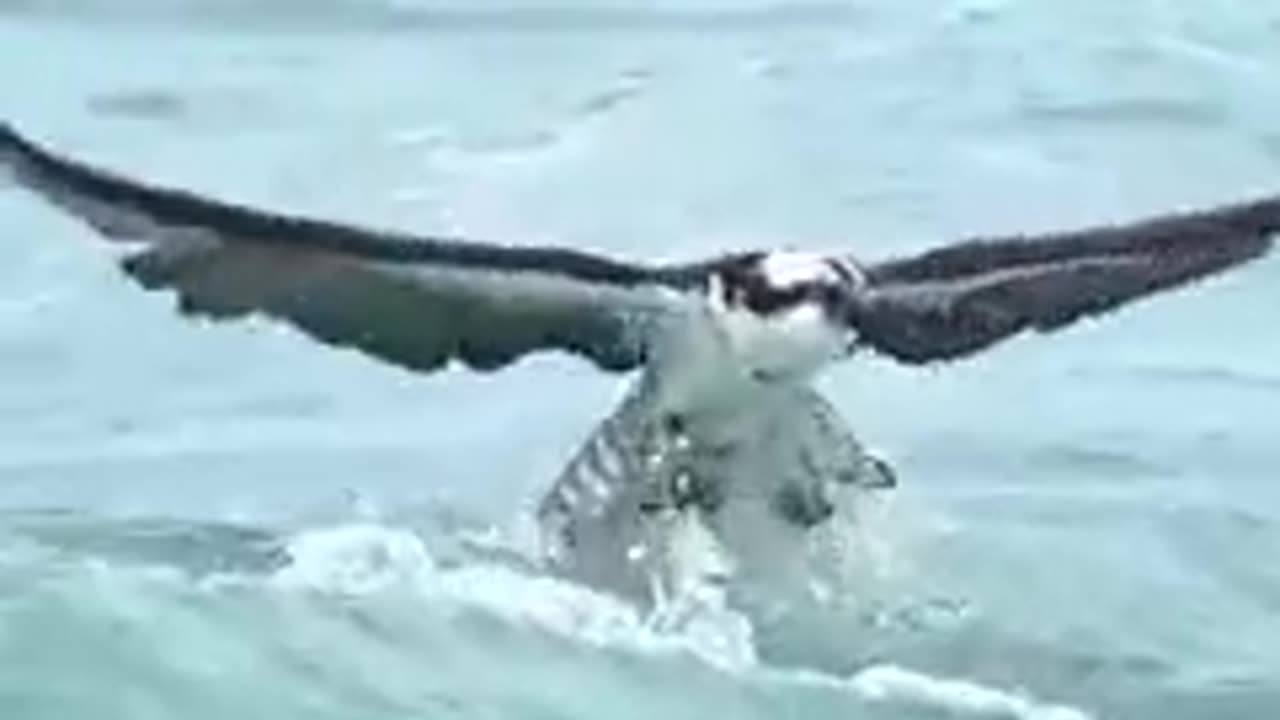 Angry Birds, so sweet view