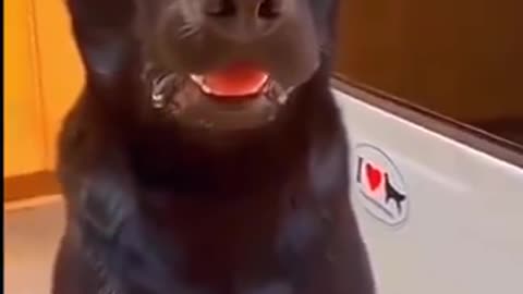 Dogs funny videos