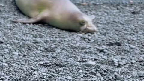 This seal in Hawaii has his own sign