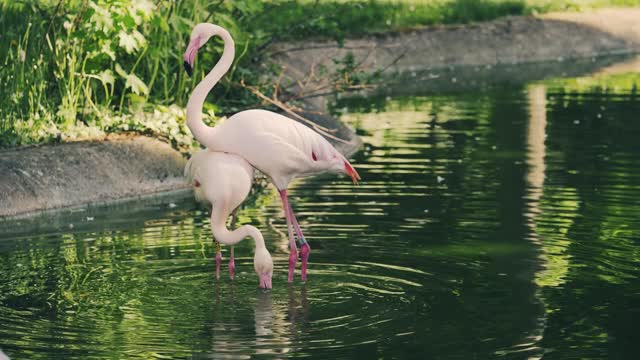 Dry swans dancing flamingo near the beach