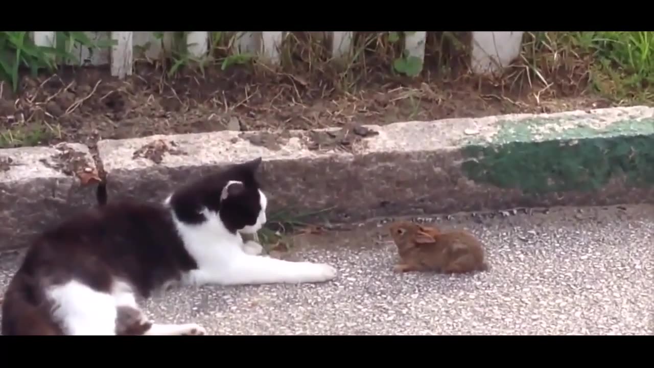 O gato começa a perseguir um coelhinho... Mas o final vai derreter você!