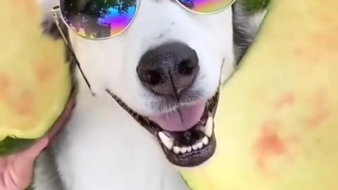 Funny dog video