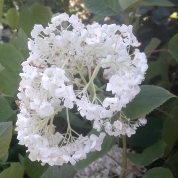 Hydrangea