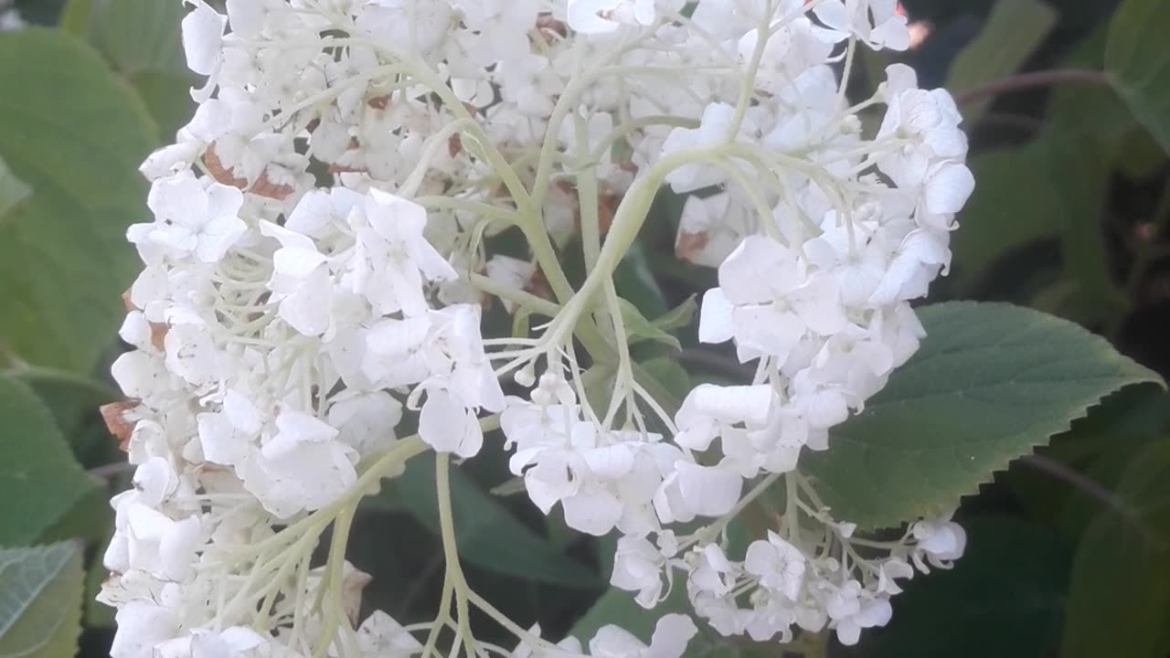 Hydrangea