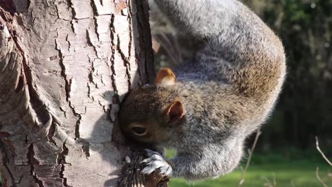 Squirrel 🐿️ home 🏡 making