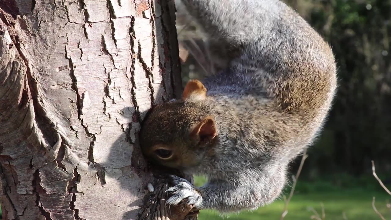 Squirrel 🐿️ home 🏡 making
