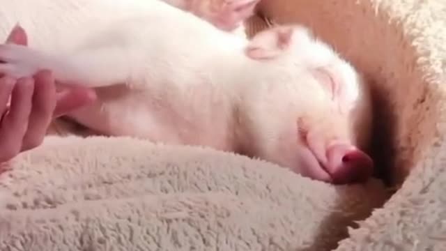 pet pig