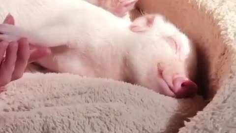 pet pig