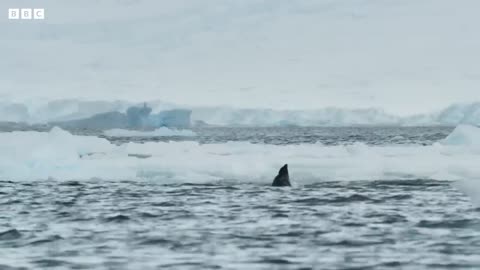 Killer Whale's Extraordinary Hunting Technique