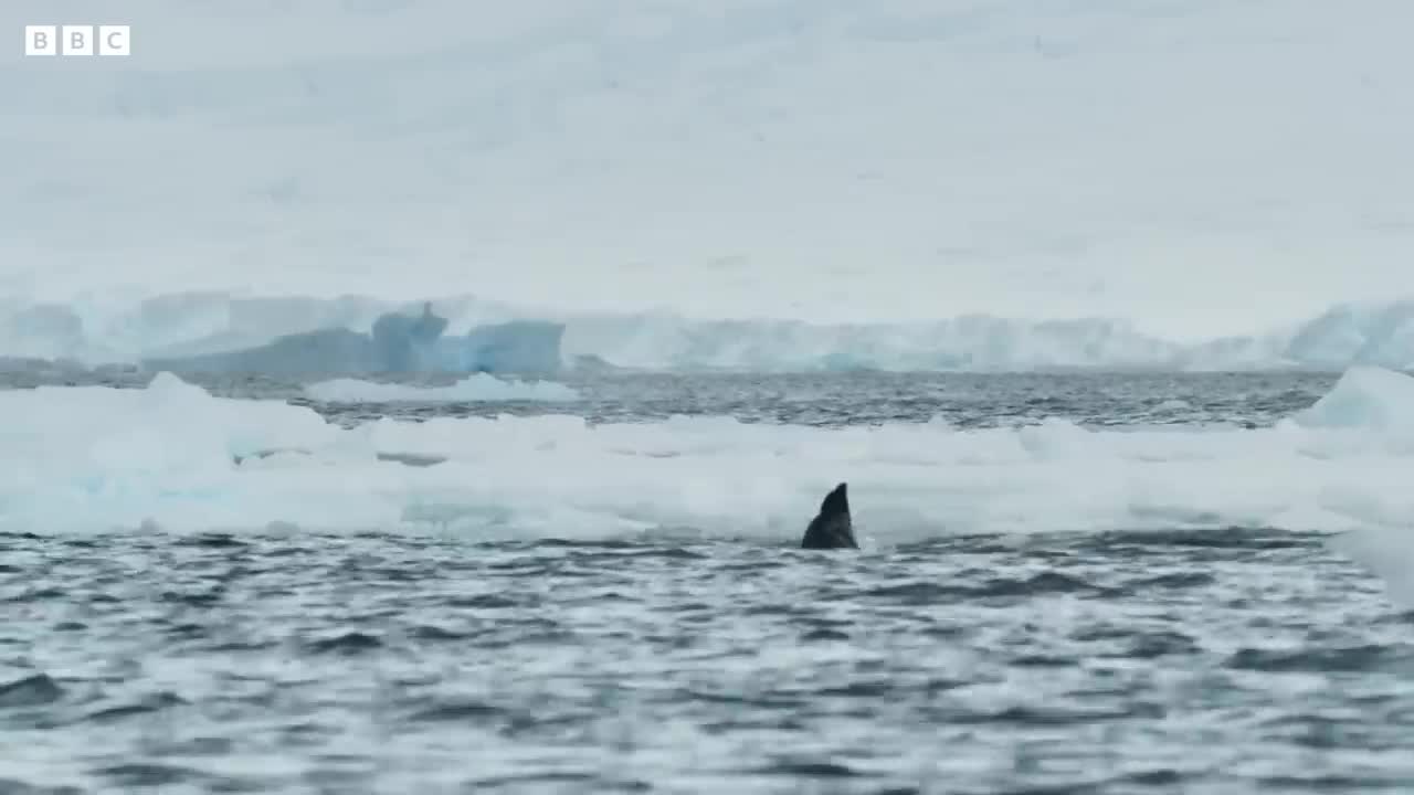 Killer Whale's Extraordinary Hunting Technique