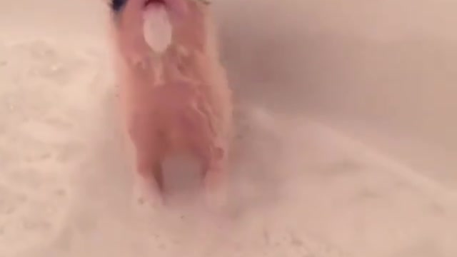 Piglet Having A Bath