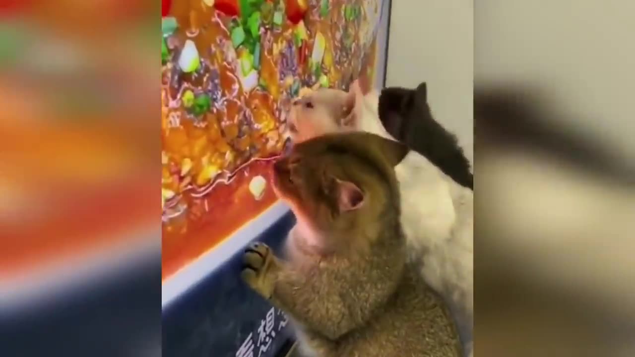Funny animal videos