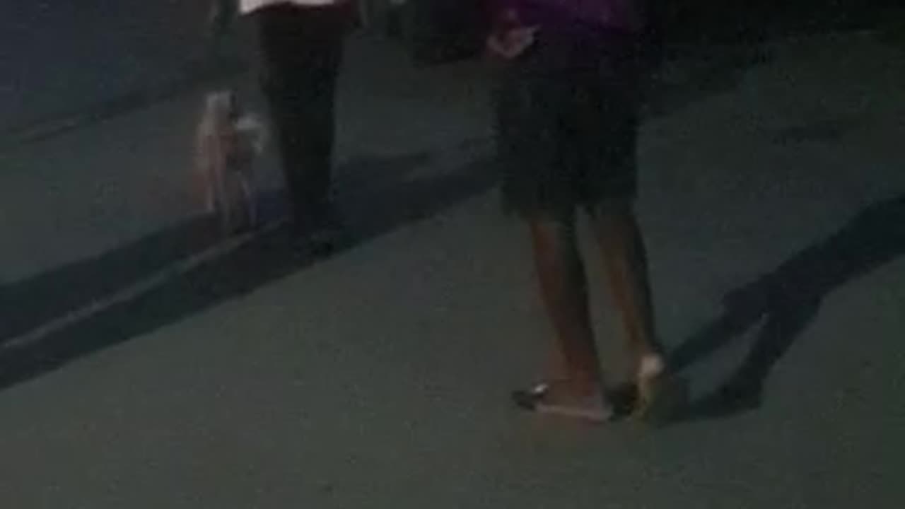 Dod dogs Galaxy night walk