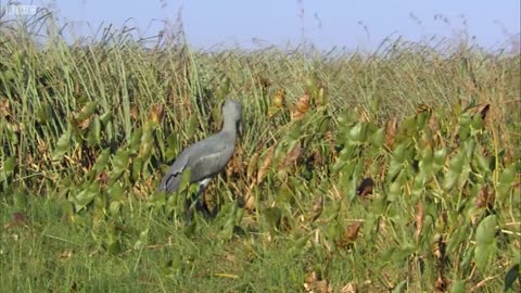 The Dark Side of Shoebill Chicks