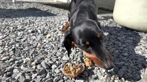 How do our dogs react to giant spider?