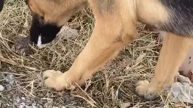 Dog and Toad