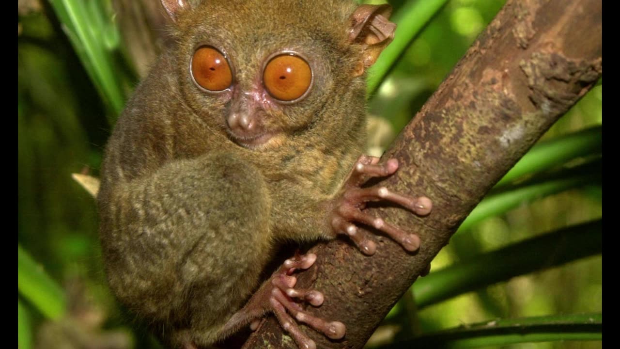 5 ANIMALS THAT ARE RARELY KNOWN AND THEIR DESCRIPTIONS