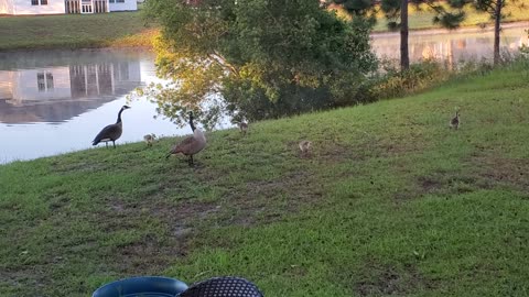 "Backyard Geese Factory"