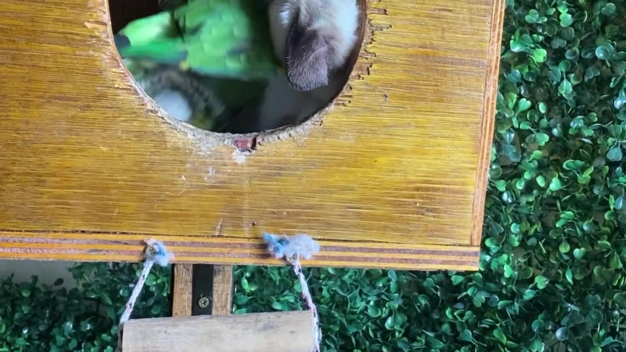 Kitten And Parrot's Impossible Friendship