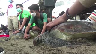 Indonesia releases 33 sea turtles rescued from poachers