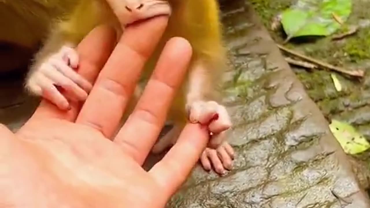 Monkey 🐒 baby beautiful and funny 😁 viral video