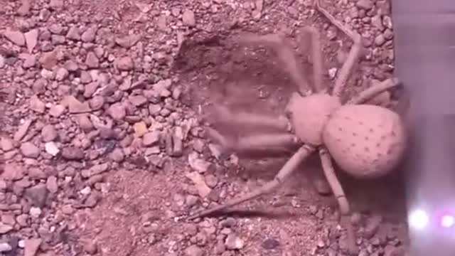 Six-Eyed Sand Spider Buries Herself.