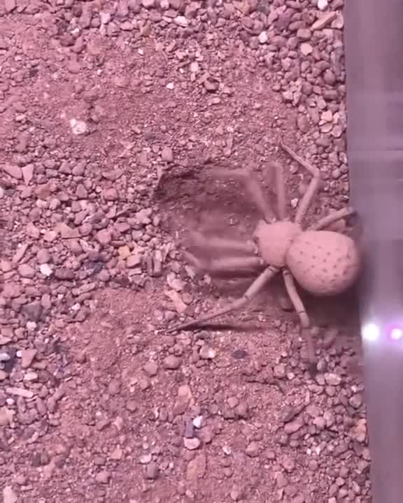 Six-Eyed Sand Spider Buries Herself.