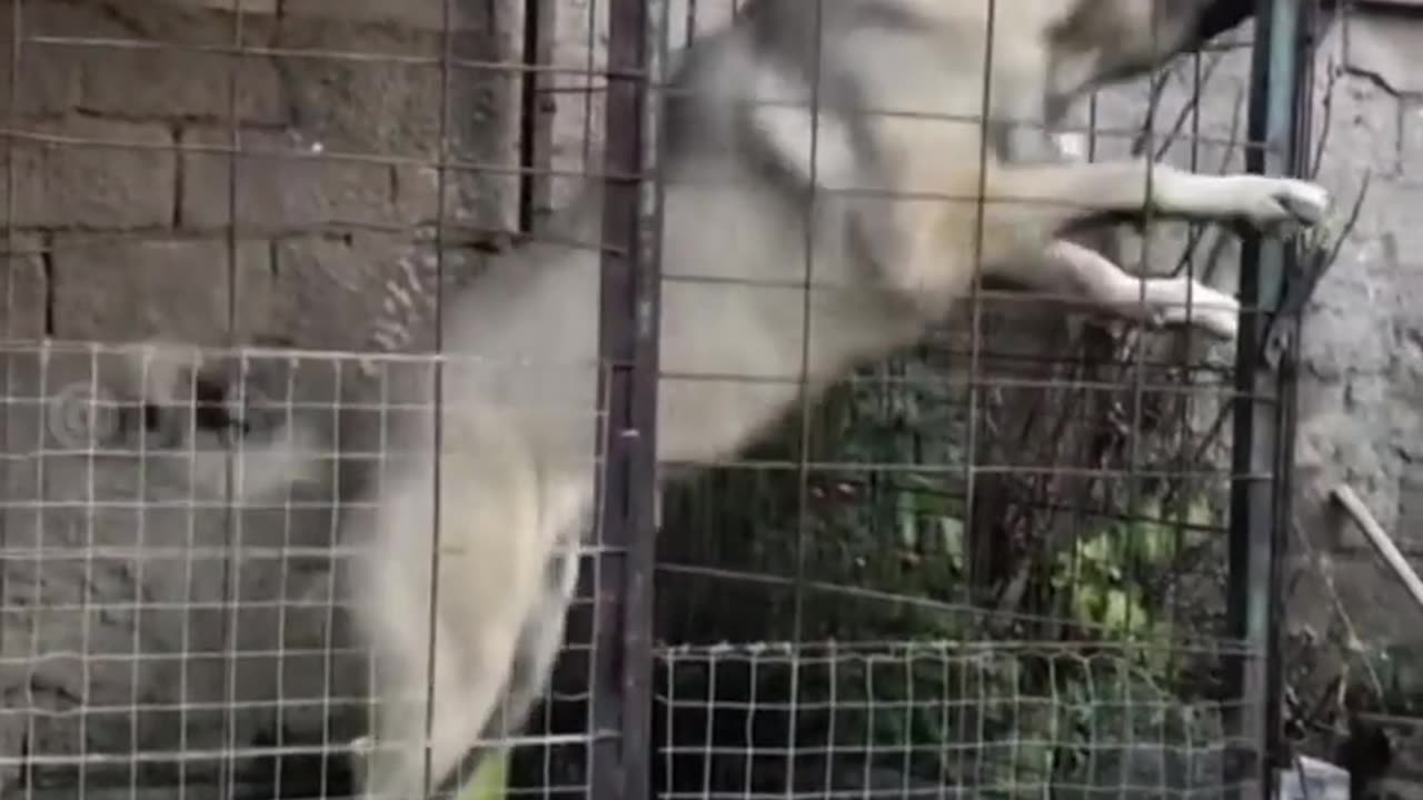 Most Powerful Beard In The World Turkish Kangal Dogs 🔥🔥