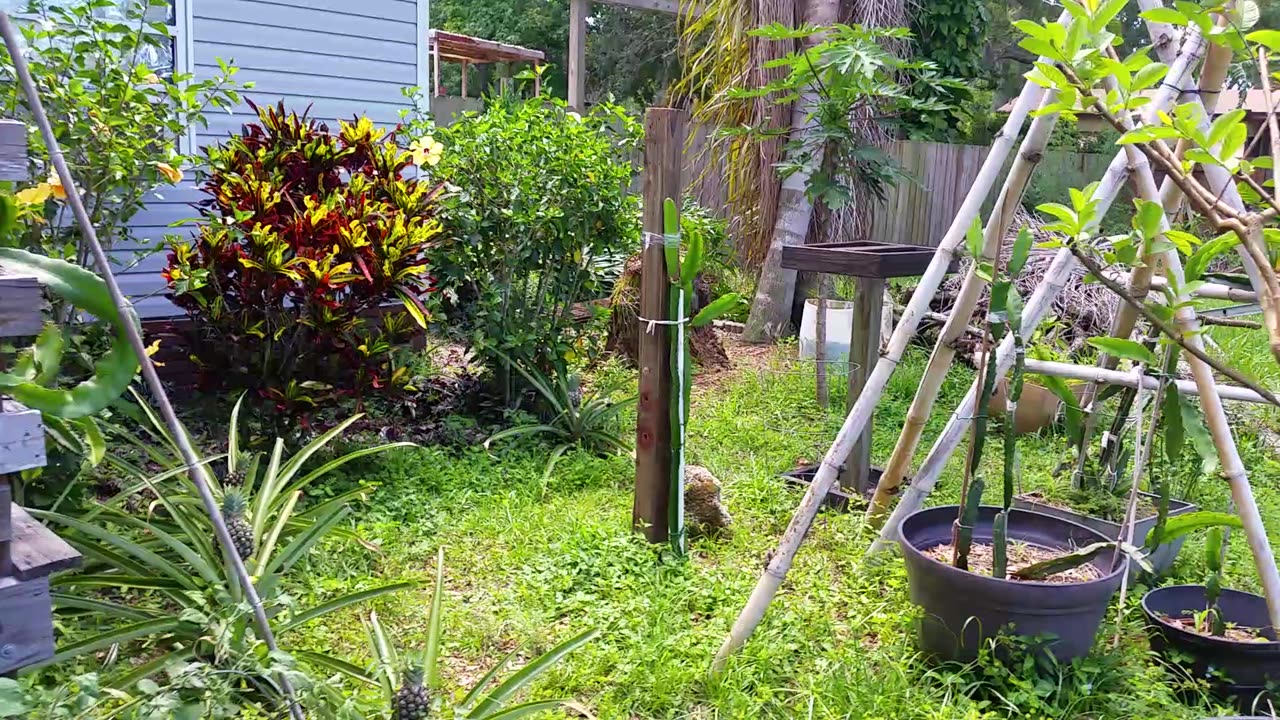 Front Garden... Tomatoes For Days!