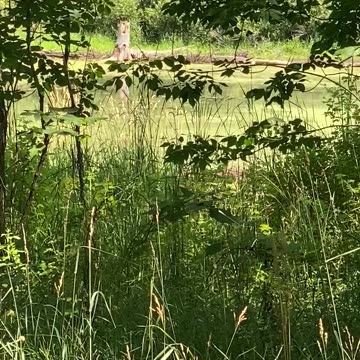 The Pond Is Covered In Duck Weed 😳