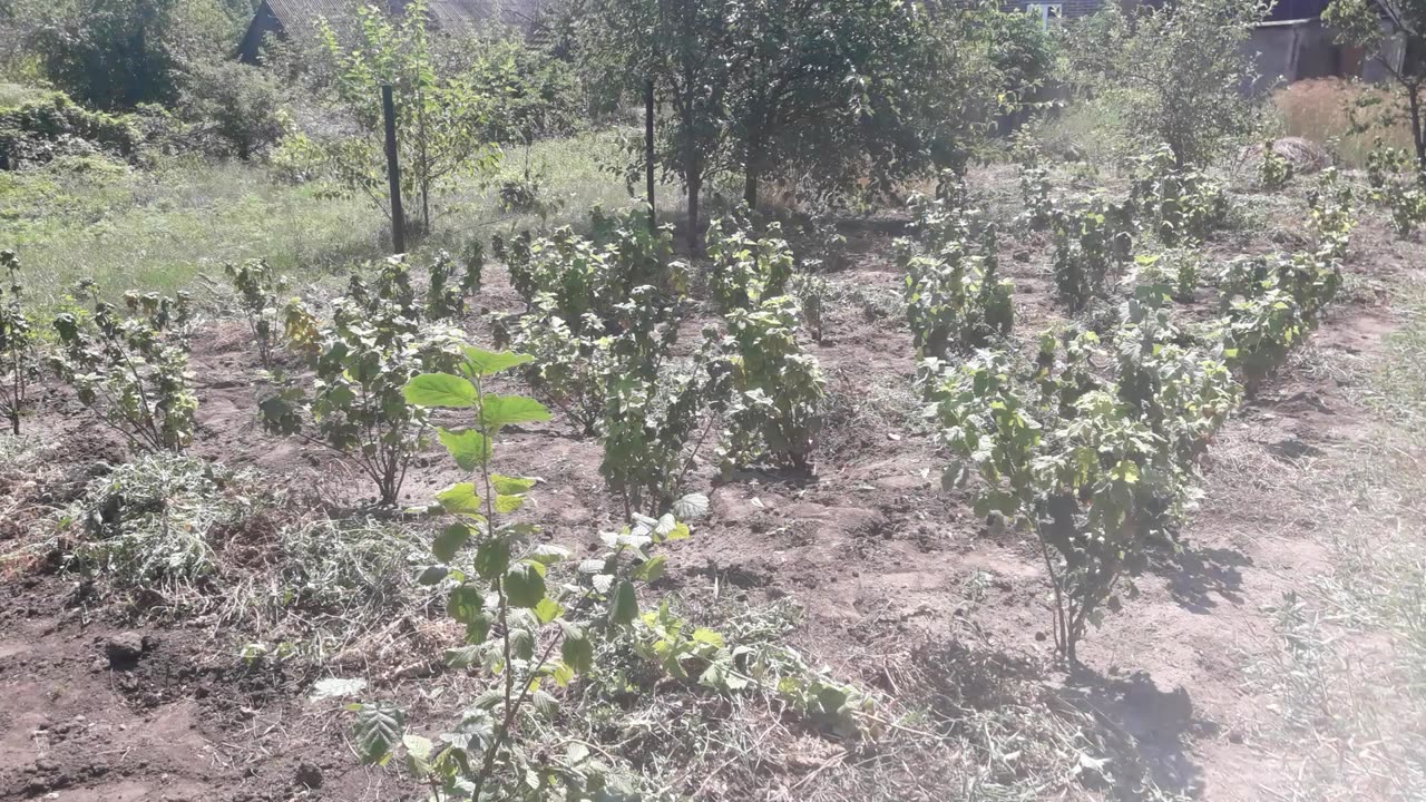 Currant plantation