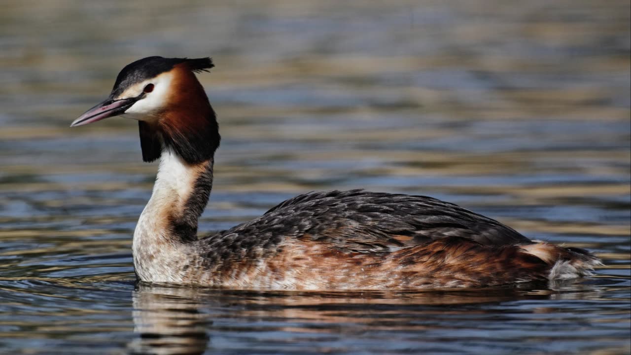 The Great Crested Grebe: Close Up HD Footage (Podiceps cristatus)