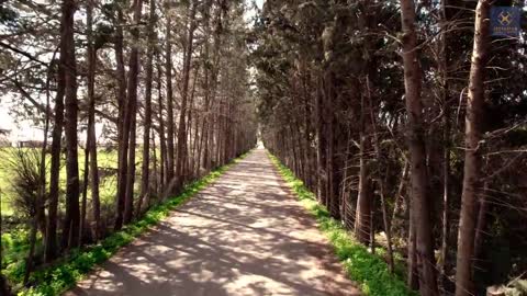 Tree lined road