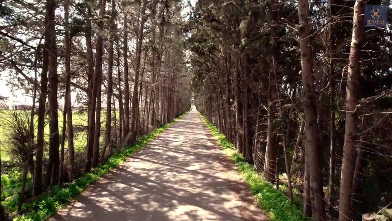 Tree lined road