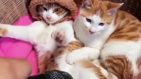 Funny pets