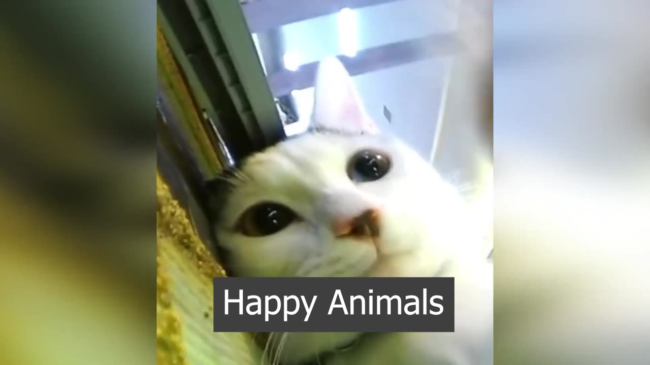 Funny animals - Funny cats _ dogs - Funny animal videos #01 jaziii