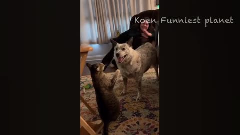 New Funny Animals 😅 Funniest Dogs And Cats Videos 2023🐶😺