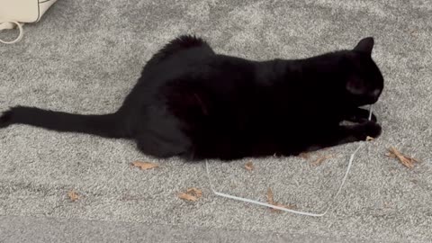 Cute Precious Piper is Very Creative with Her Toys - Adopting a Cat from a Shelter Vlog