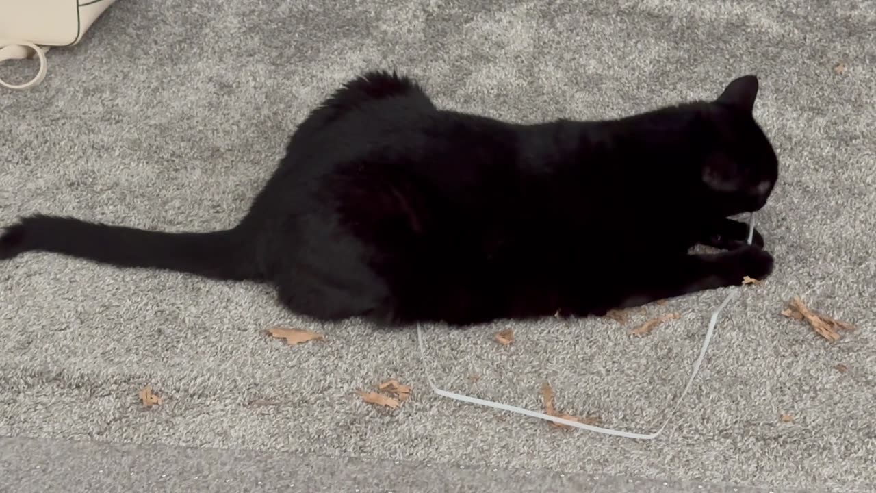 Cute Precious Piper is Very Creative with Her Toys - Adopting a Cat from a Shelter Vlog