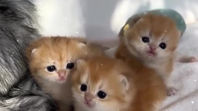 Come and feed the meal.