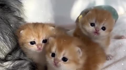 Come and feed the meal.